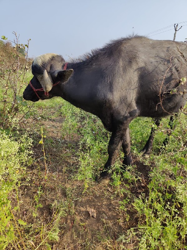 પાડો વેચવાનો છે