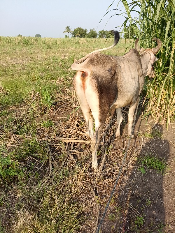 બળદવેસવાનો વાસણ...