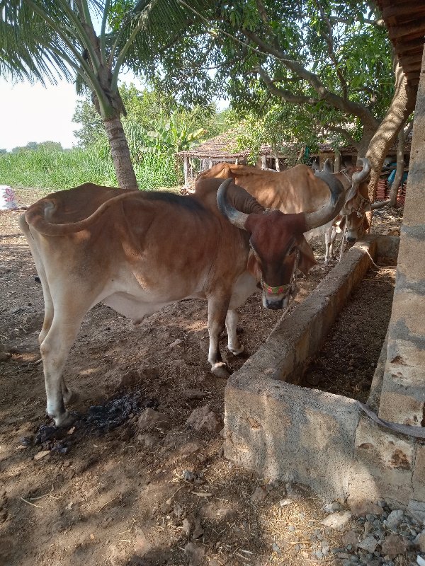 bharat.kodiyata...