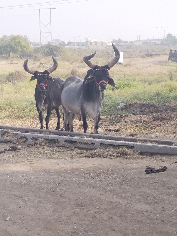 ગોઢલો વેચવાનો છ...