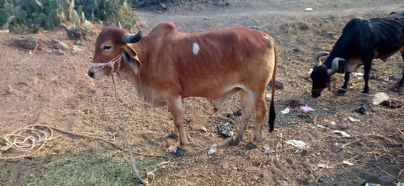 આ ગોદલો વેચવાનો...