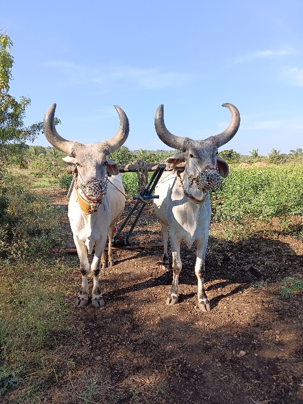 બળદ વેચવાના છે