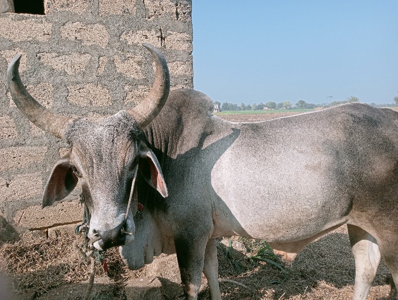 બળદ સે વઢિયાર