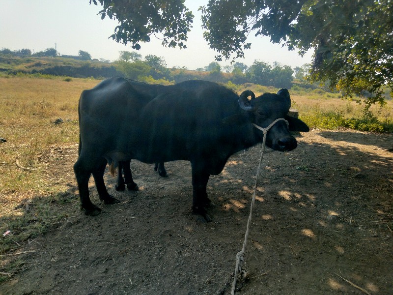 આ ભેંસ વેચવાની...