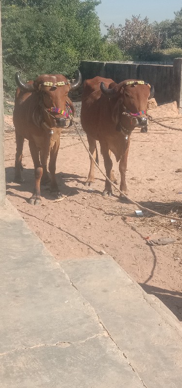 ગોઢલા વેચવાના છ...