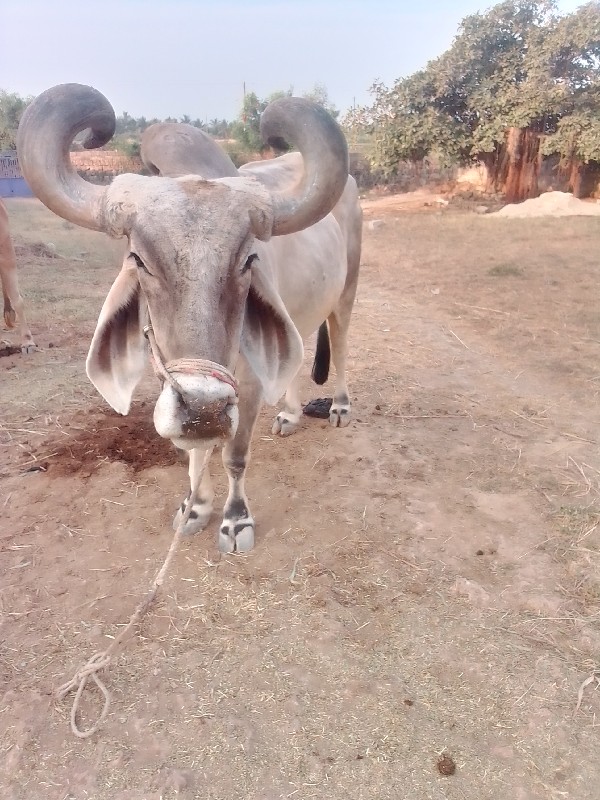 બળદ વેચવાનોછે