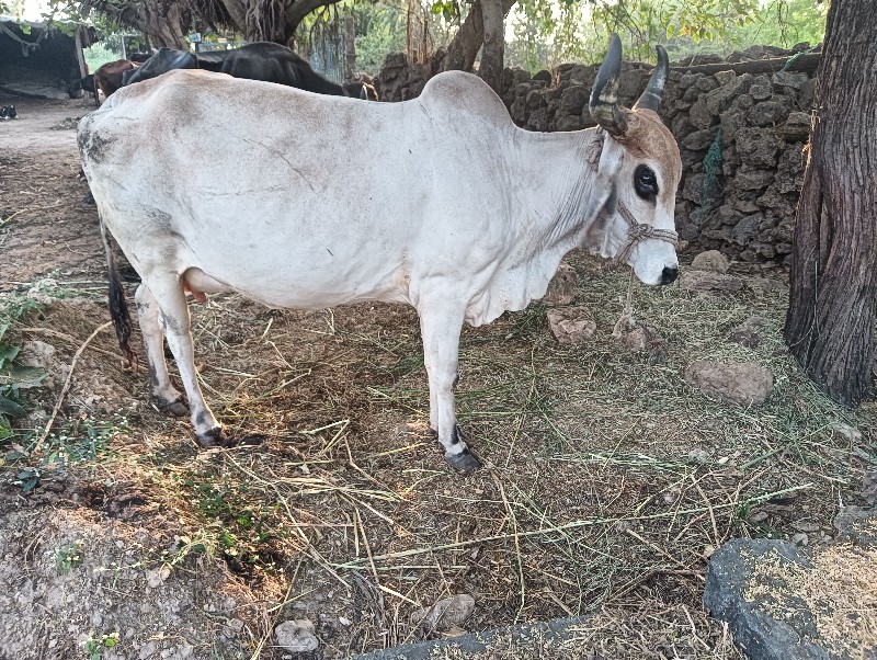 ગાય વેચવાની છે