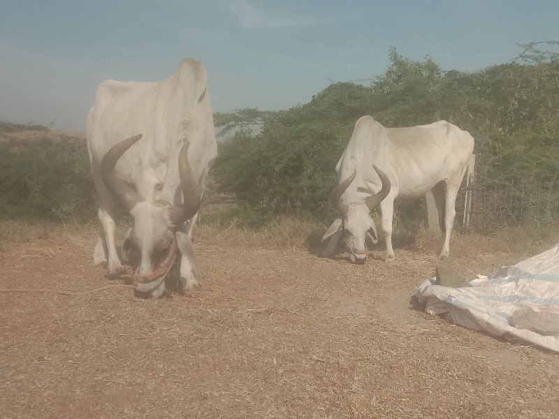 બડધવેચવાનાછે