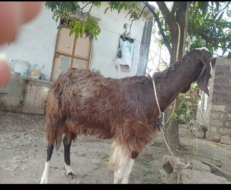 બકરી વેચવા ની છ...