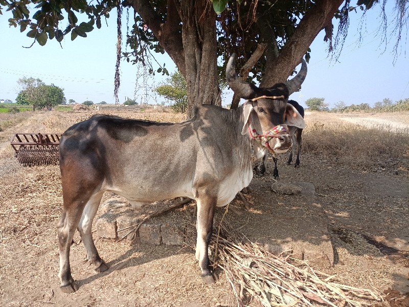 આવો ગોધલો લેવો...