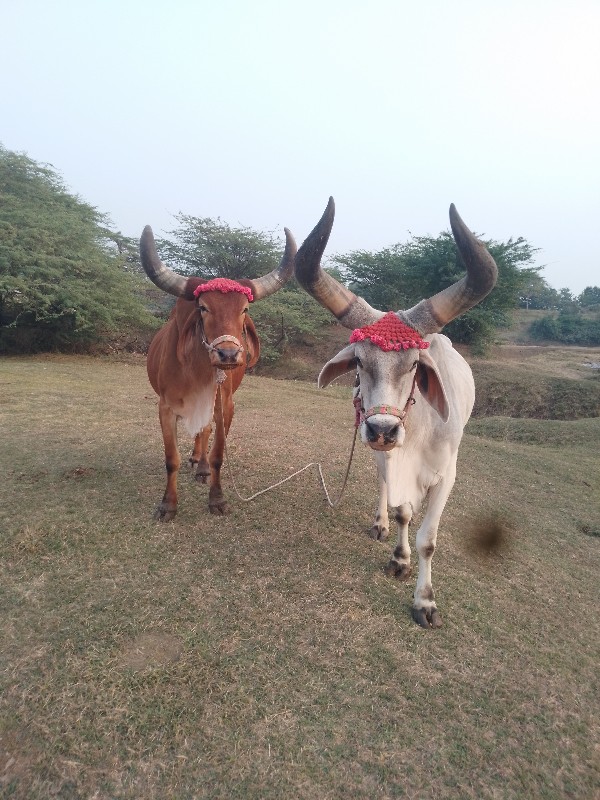 બળદ વેચવાના છે