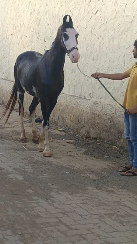 ઘોડી વેચવાની છે