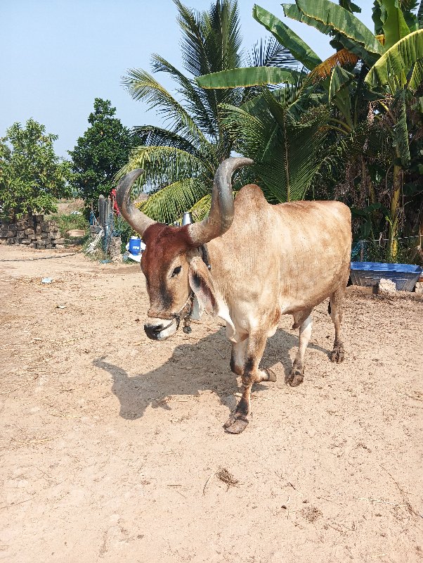 જીલો સોમનાથ તાલ...