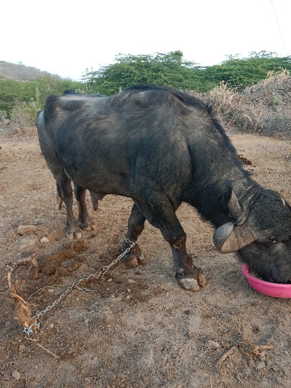 પાડો