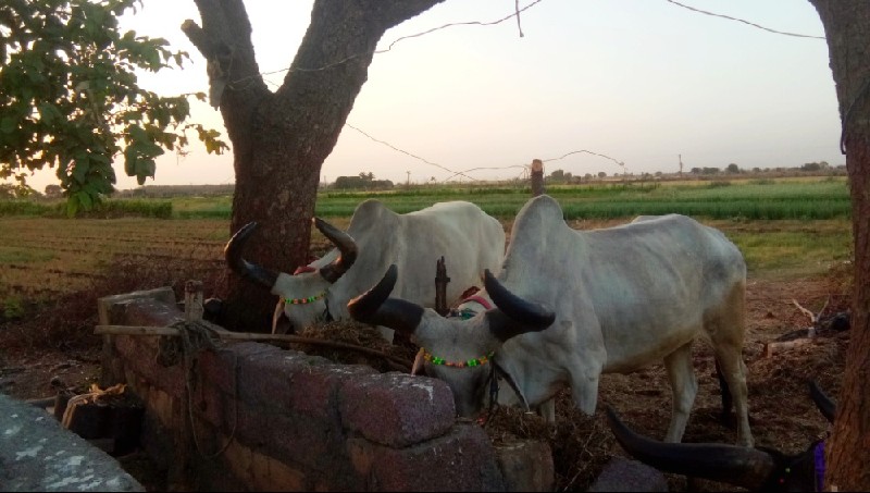 વઢીયારા બળદ વેચ...