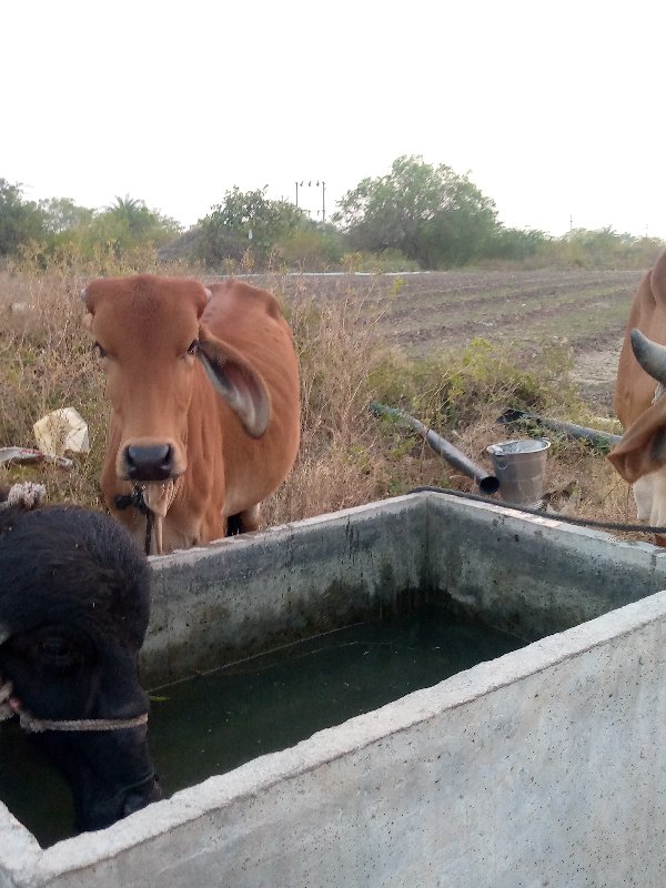 વાછડી2  વેચવાની...