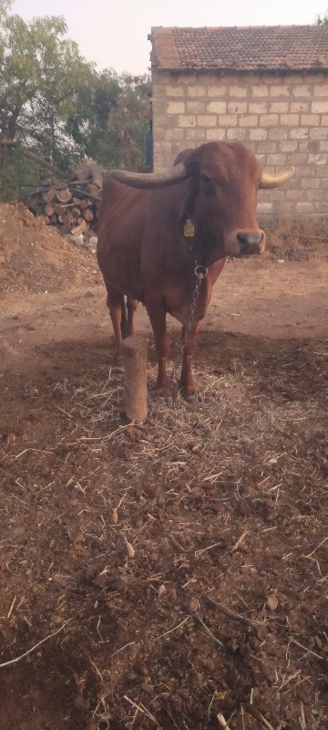 ગાય