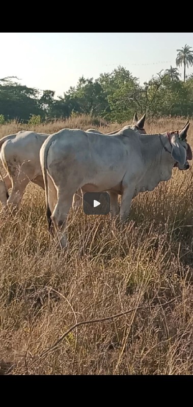 કાંકરેજ ઘોડલાં...