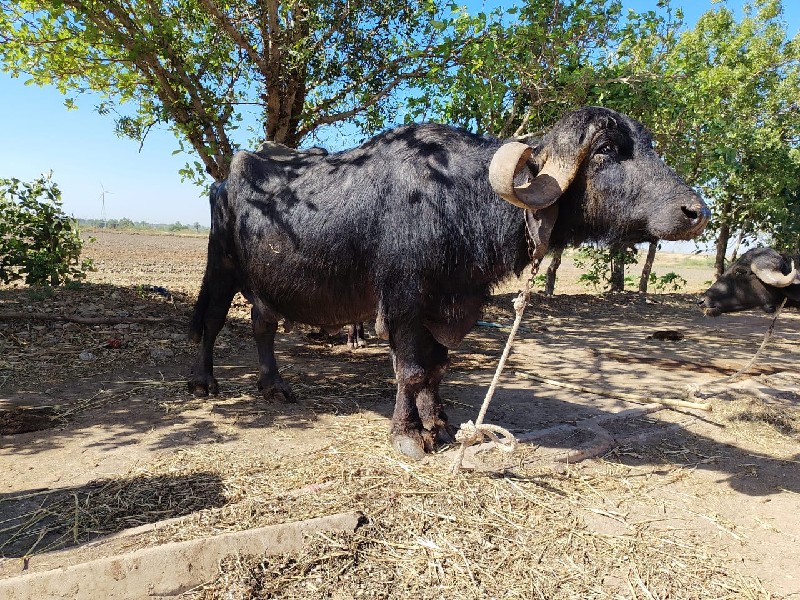 ભેંસ વેચવાની