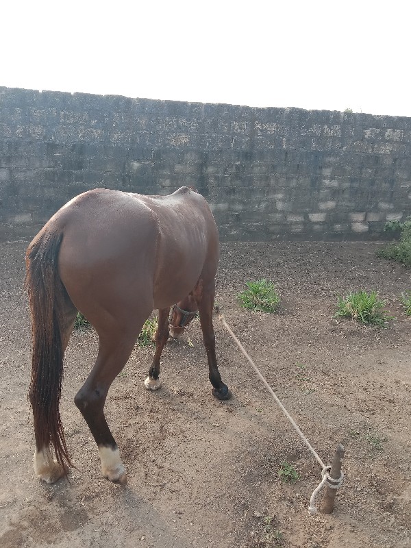 લગ્ન વરઘોડા માટ...