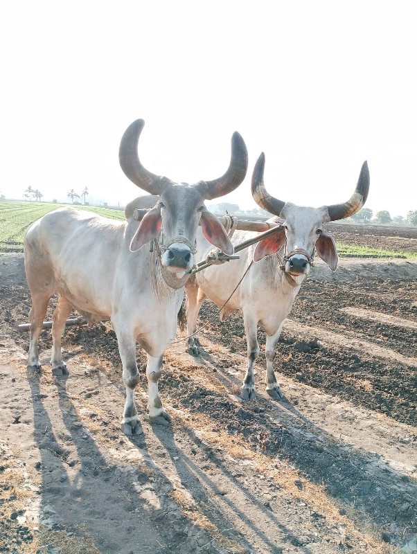 બળદ વેચવા ના છે