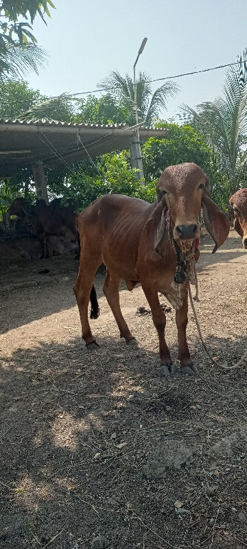 ગીર વાછડી વેચવા...