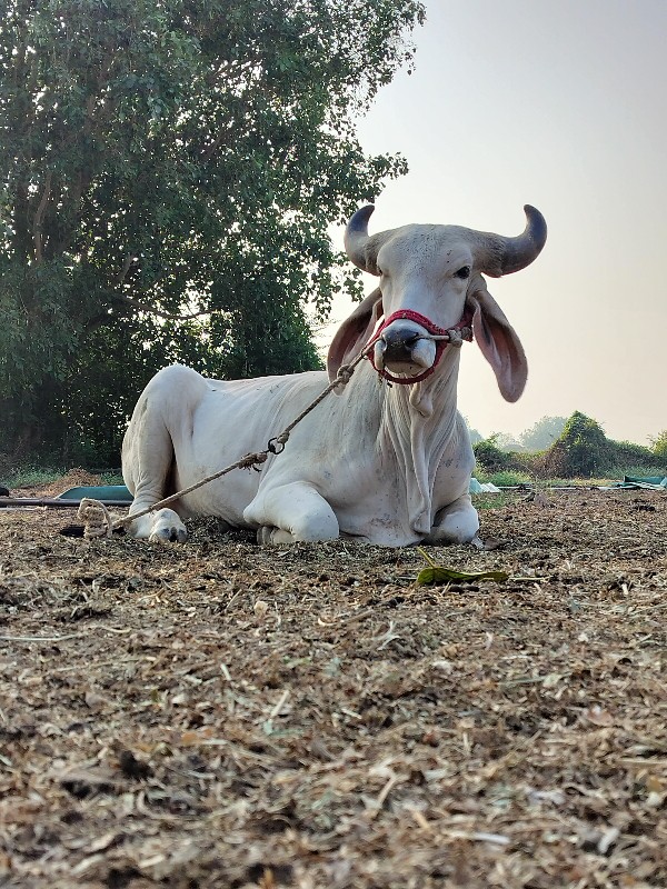 વેચવા નો છે