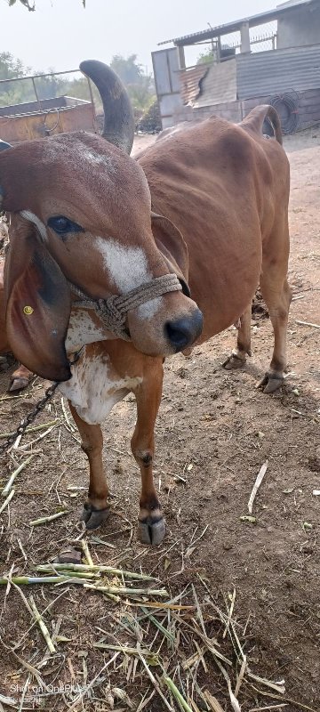 દેશી ગાય વેચવાન...