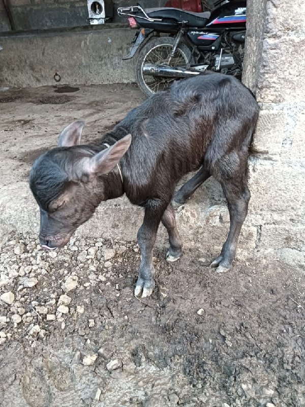 ખડેલી વેચવાની છ...