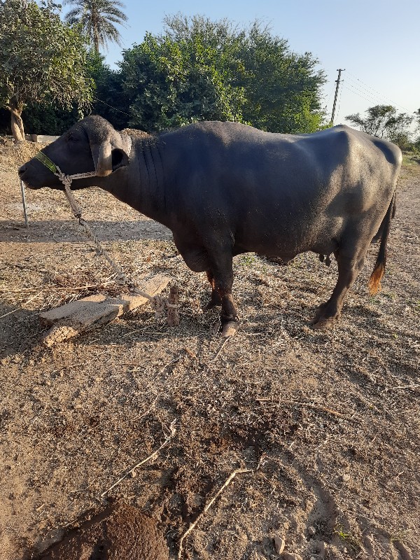 ખળેલી વેચવાની છ...