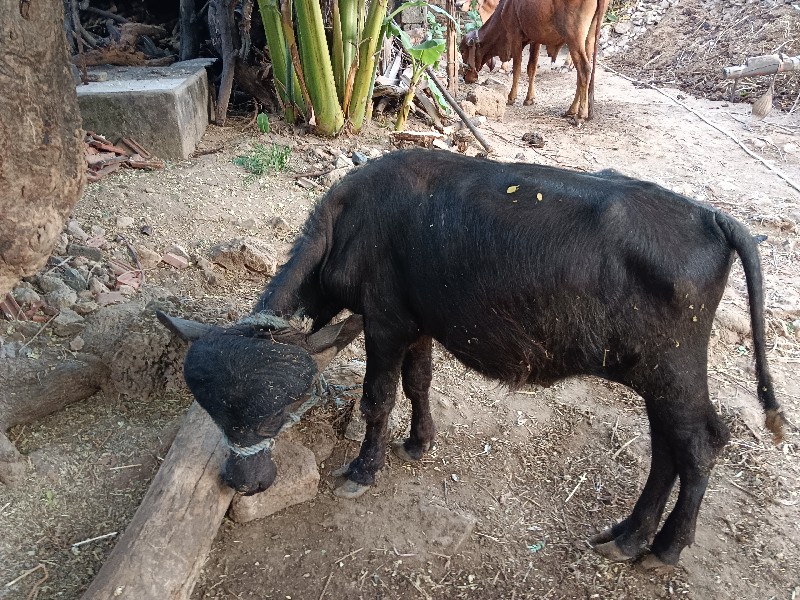 આ પાડો વેચવાનો...