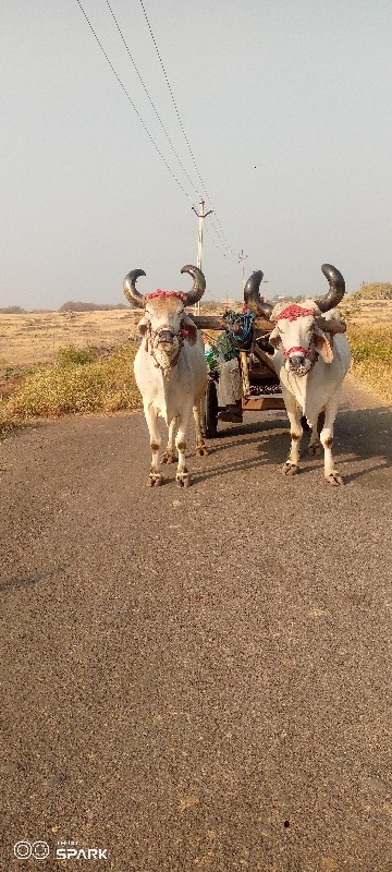 devbhumi Dwarka...