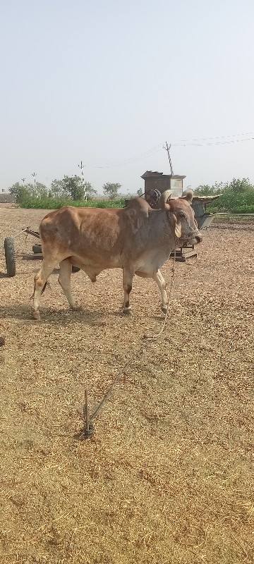 બળદ વેચવા નો છે