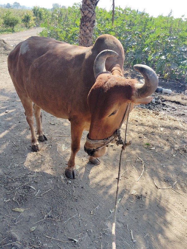 બરધવેચવાનોછે