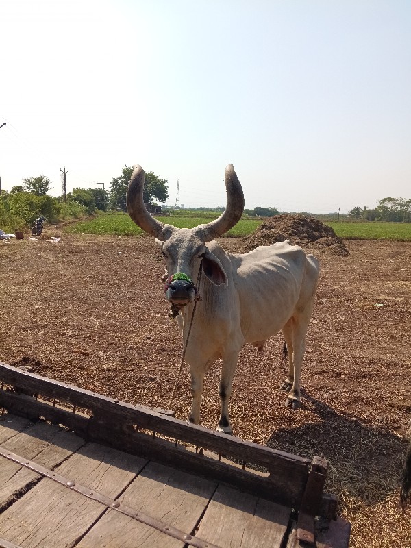 બળદ વેચવાના છે