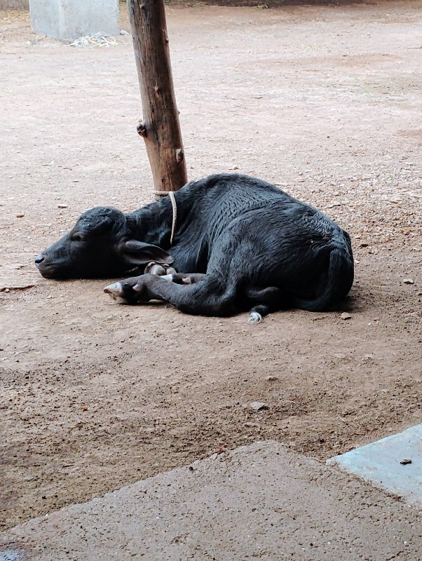 વેસવેસવાનીછે