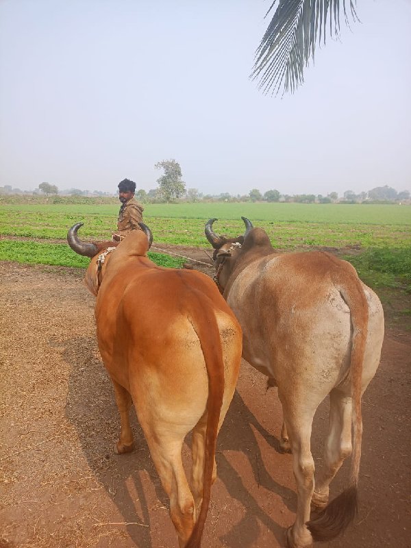 ગોઢલા વેચવાના છ...