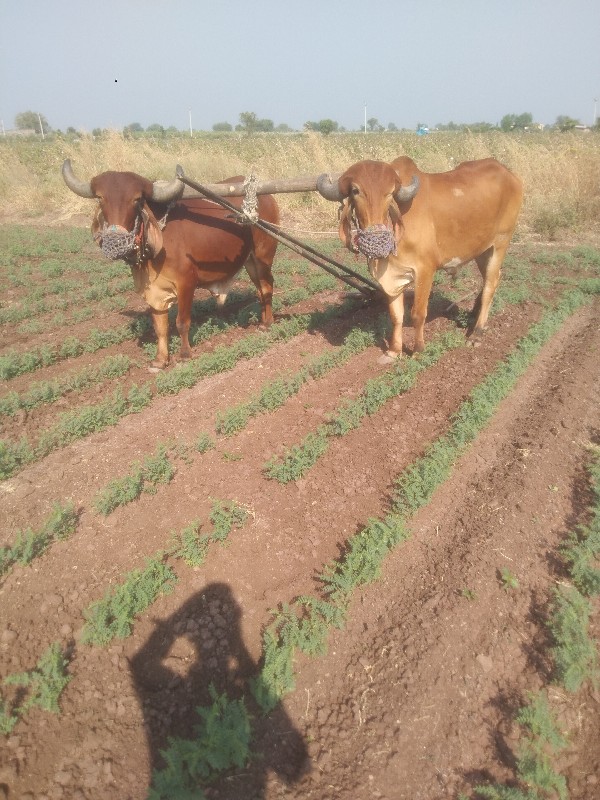 બળદ વેચવાના છે