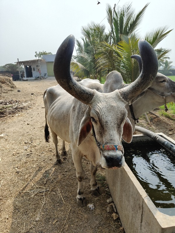 બળદ વેચવાના છે