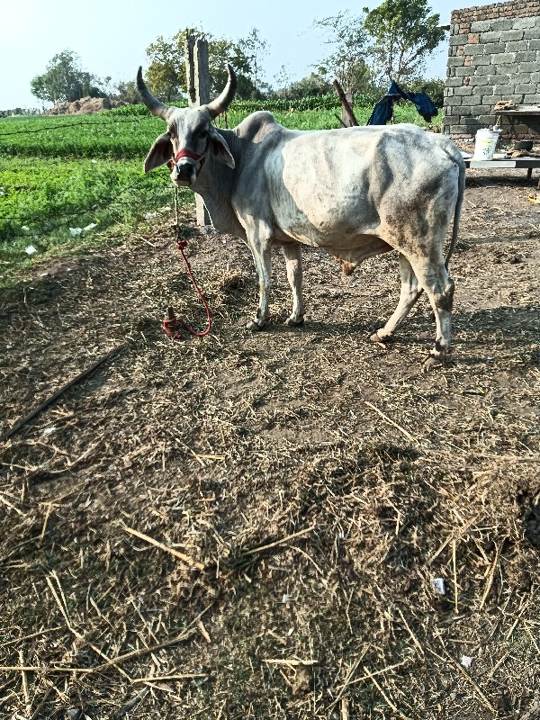 ગોઢલો વેચવાનોછે