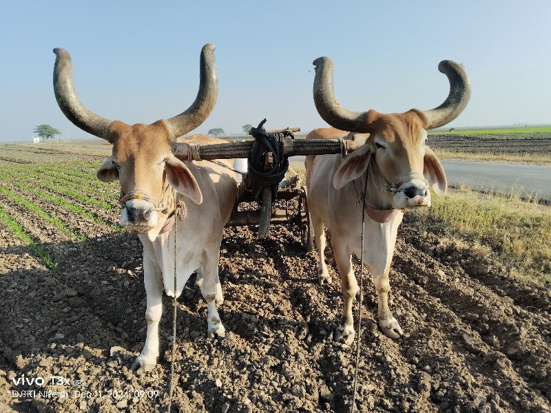 સોજા સાવ