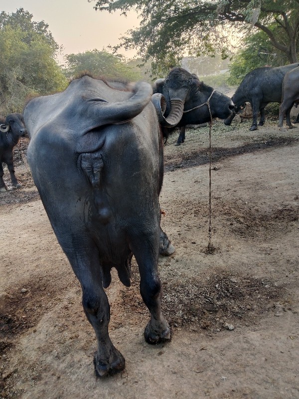 ભેંસ વેચવાની છે