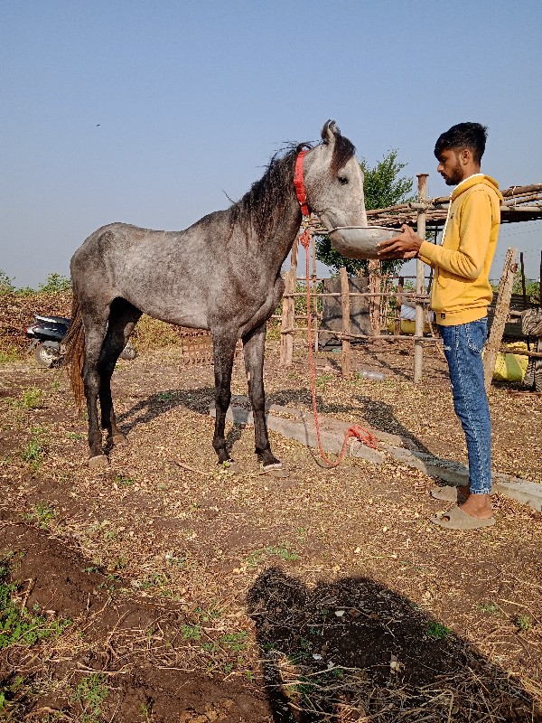 ઘોડાના સાટા કરવ...