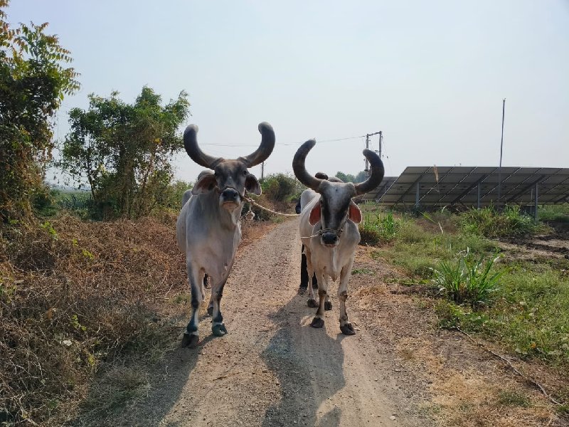 બળદ વેચવા ના છે...