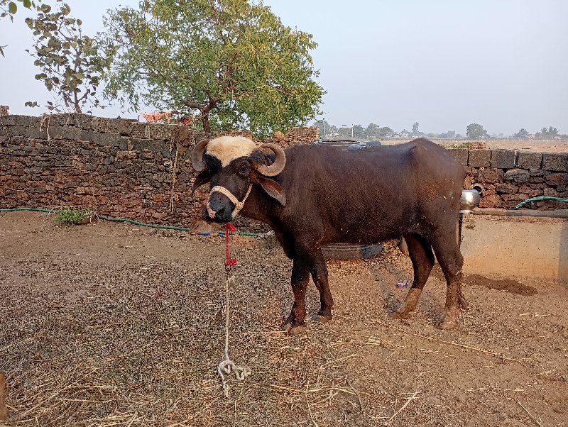 ખડેલી