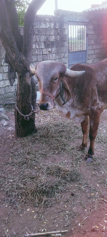 લખમણભાઇ