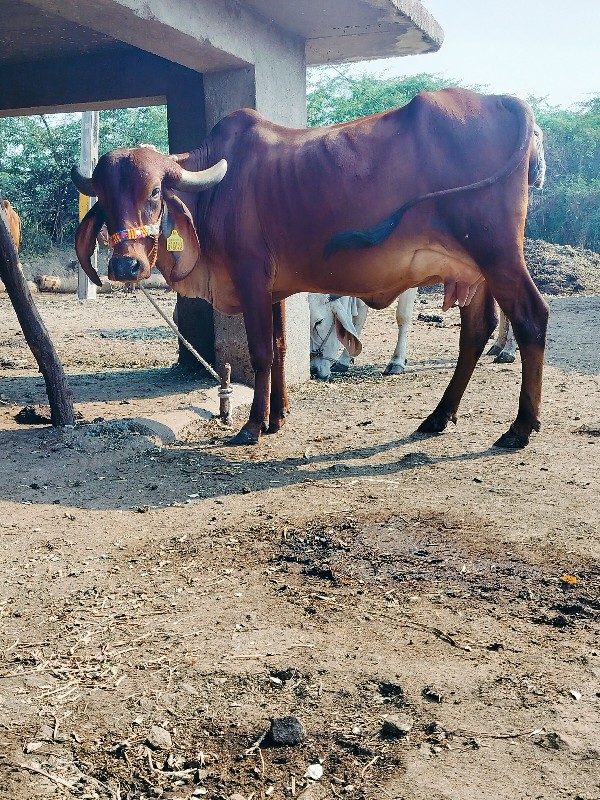 ગાય દેવાનિછે