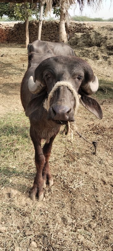 તન ખડેલી એક ભેં...