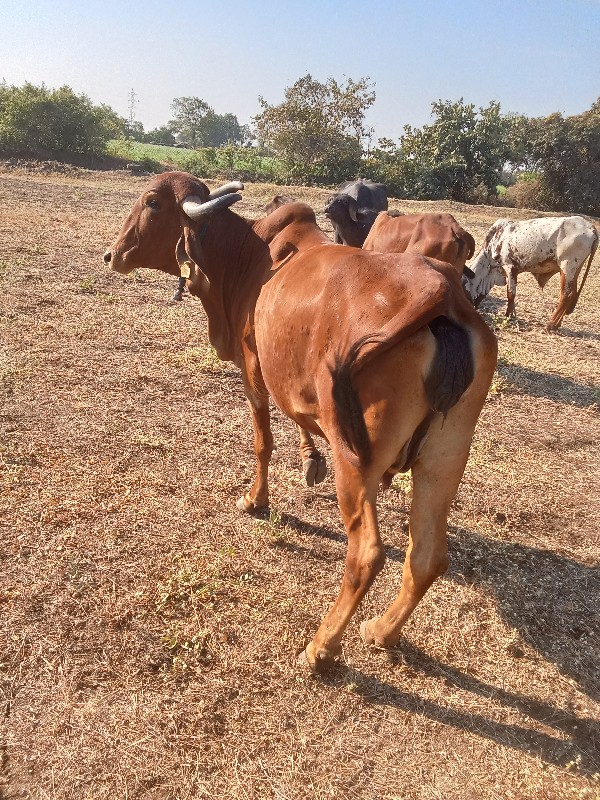 ગીર ગાય વેચવાની...