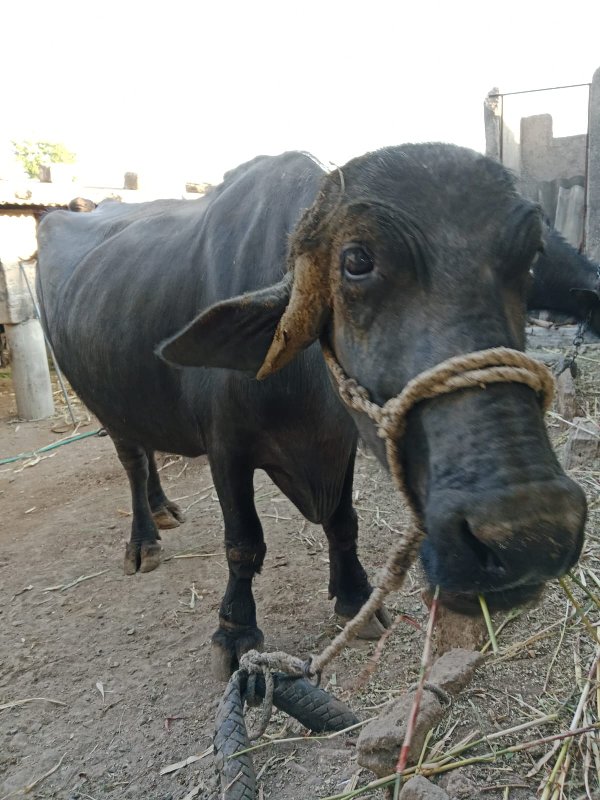 ભેંસુ વેચવાની છ...